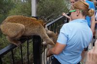 Selbstbewusst greift der Affe zu