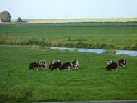 Polderland