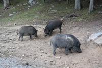 Omega Park