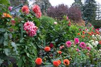 The Buchart Gardens