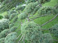 Monaco Japanischer Garten