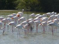 Camargue ornithologischer Park mit Flamingos