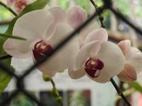 Orchideen Park Kanton China