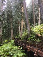 Regenwanderung im Ancient Forest bzw. Chun T’oh Whudujut Provincial Park