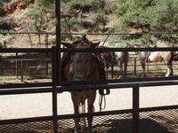 102_Zion Nationalpark