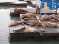 129_San Francisco - Pier 39 an der Fisherman's Wharf