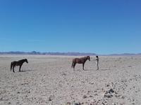 ...beschnuppern wir uns :)