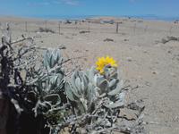 Blühendes und verfallenes Leben in der Wüste bei der Geisterstadt Kolmanskop
