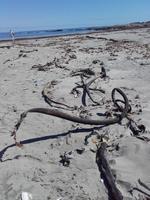 Am Strand von Lüderitz
