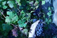 Weinlese auf dem Gut der Familie Pavlomir