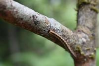 Raupe im Regenwald nahe Palm Cove