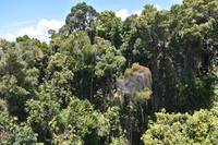 Skyrail Regenwald