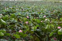 Lotusblüten - Fogg Dam 