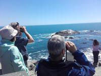 Noch mehr Delphine! Und Robben! Und Kormorane! Und wir legen die Ferngläser heute nicht mehr aus der Hand!