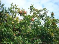 Festung Porto Palermo