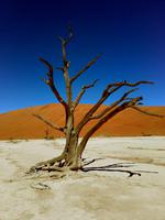 Toter Baum im Dead Vlei