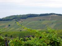 Blick über die Weinberge bei Riquewihr