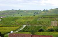 Blick über die Weinberge bei Riquewihr