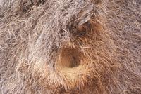 Webervogelnester (3)