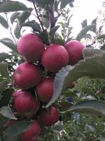 Traverse City und seine Äpfel