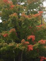 Indian Summer
