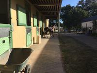 Besichtigung der Ställe des Cadre Noir