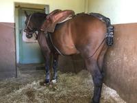 Der Fiseur war schon da.