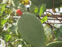 Kalabresische Spezialitäten: Feigen