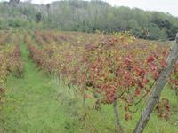 Weinstöcke zum Weingut 