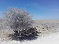 Pirschfahrt im Etosha-Nationalpark