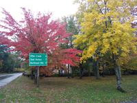 25. Bunte Bäume bei Bar Harbor (4)