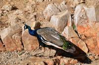 115 Insel Lokrum, Pfau