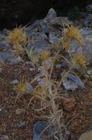 Weg zur Diktäischen Höhle