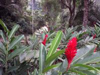 Blütenpracht im Regenwald