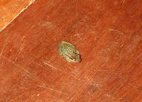 Mein Hausfrosch