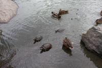 Bewohner im Central Park