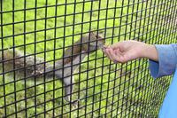 New Yorker Parkbewohner