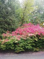 Indian Summer in Montreal