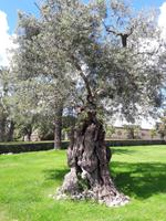 43_Rom_Vatikanische_Gärten