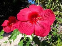 45_Rom_Vatikanische_Gärten