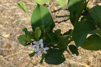 P1220472,Orangenplantage (4)