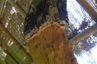 P1220532,Parque da Mina (1)