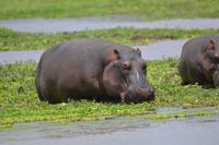 Manyara - Flußpferde