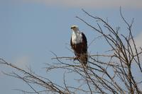 Manyara - Schreiseeadler