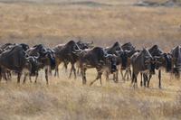 Ngorongoro - Gnuwanderung
