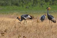 Ngorongoro - Kronenkranich