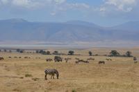 Ngorongoro 4