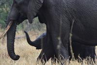 Serengeti - Elefant