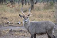 Serengeti - Mrs. Grey Wasserbock