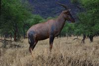 Serengeti  Topi